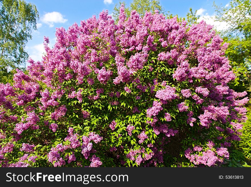 Purple flowering lilac, lilac blooms in the garden. Purple flowering lilac, lilac blooms in the garden