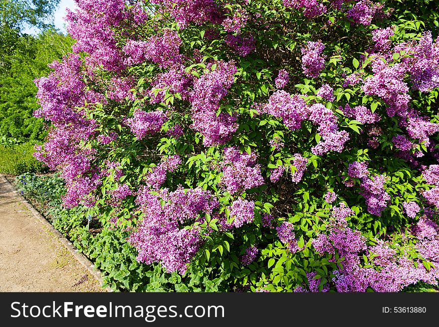 Purple flowering lilac, lilac blooms in the garden. Purple flowering lilac, lilac blooms in the garden