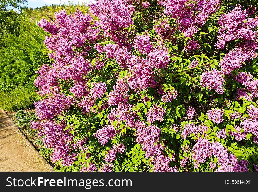 Purple flowering lilac, lilac blooms in the garden. Purple flowering lilac, lilac blooms in the garden