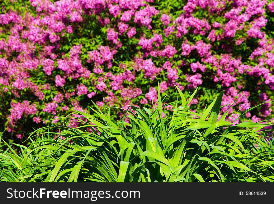 Purple flowering lilac, lilac blooms in the garden. Purple flowering lilac, lilac blooms in the garden