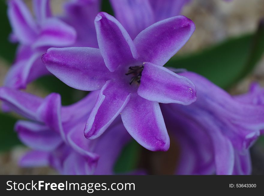 Purple flowers hyacinth close-up