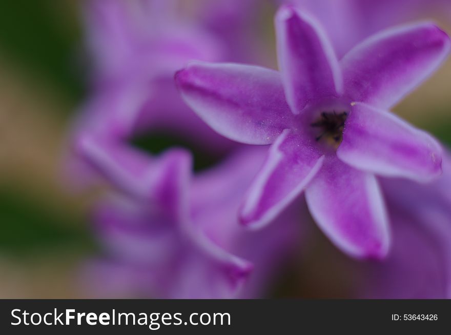 Purple flowers hyacinth close-up