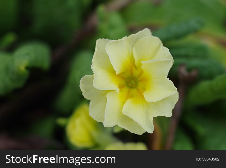 Yellow Flowers Primrose Close-up