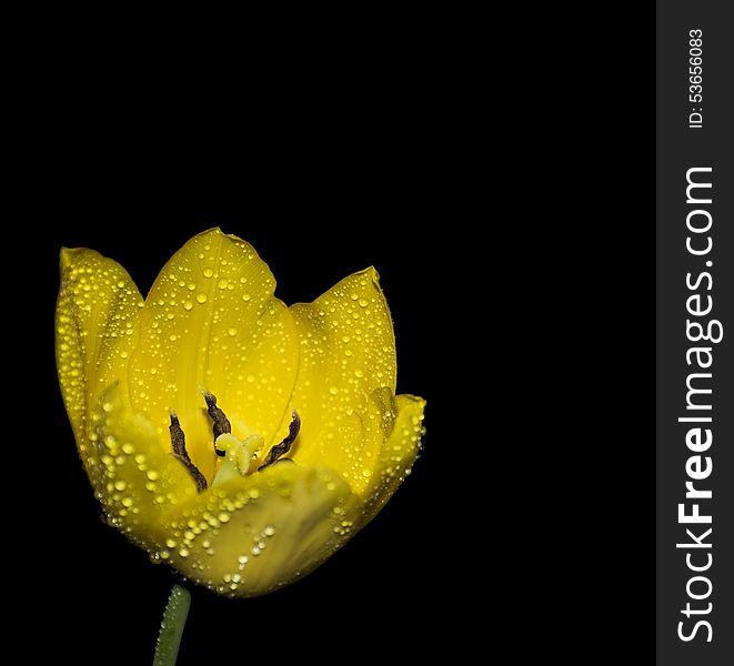 Yellow tulip with water drops on black background. Yellow tulip with water drops on black background