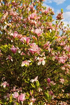 Pink Magnolia Royalty Free Stock Photography Pink Magnolia Royalty Free Stock Photography