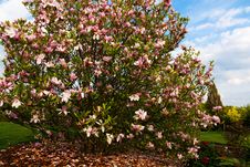 Pink Magnolia Stock Photography