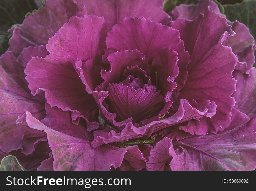 This is a picture of a purple cabbage flower
