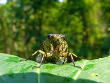 Cicada (Tibicen Bichamatus) 3 Stock Photos Cicada (Tibicen Bichamatus) 3 Stock Photos