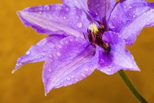 Clematis, Drops,two Royalty Free Stock Images