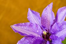 Clematis, Drops, Three Royalty Free Stock Images