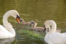 Free Swan Parenting Team Stock Image - 5372961