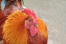 Combative Red Rooster Stock Images Combative Red Rooster Stock Images