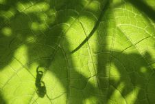Leaf With The Shadows Royalty Free Stock Photo Leaf With The Shadows Royalty Free Stock Photo