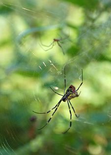 Spider And Web Royalty Free Stock Images