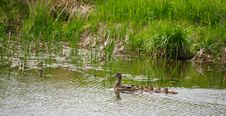 Mallard Ducks Stock Photography