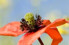Poppy In The Sun Stock Images Poppy In The Sun Stock Images