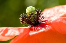 Poppy In The Sun Royalty Free Stock Image Poppy In The Sun Royalty Free Stock Image