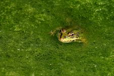 GREEN IN GREEN Royalty Free Stock Photos GREEN IN GREEN Royalty Free Stock Photos