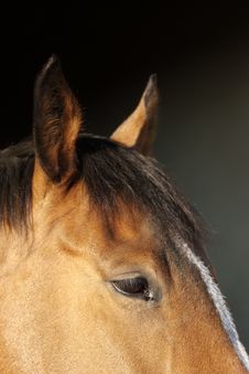 Nervous Horse Stock Photography