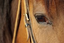 Horse Detail Stock Images Horse Detail Stock Images