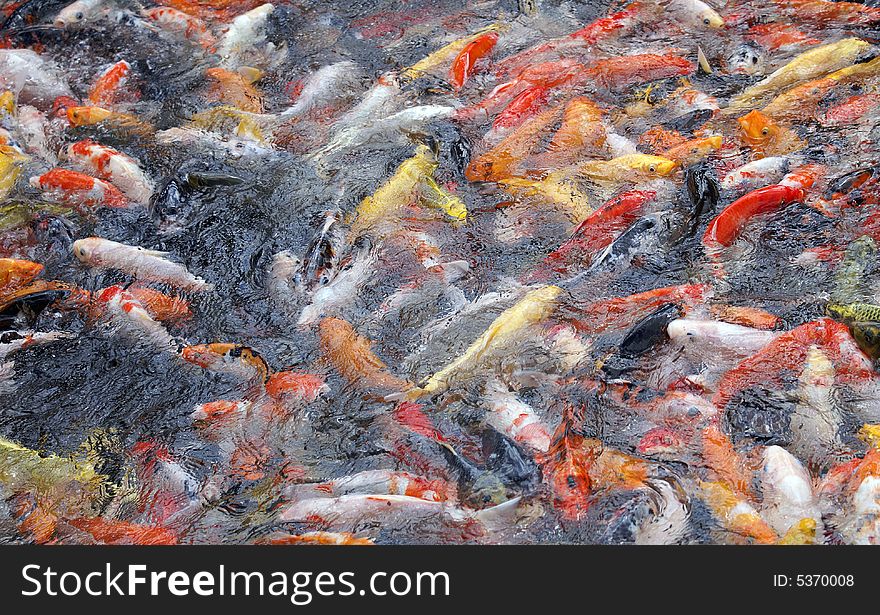 Many colourful fish crowd in a small pool striving for food. this is a parable of the modern life where competition is everywhere, everyminute. Many colourful fish crowd in a small pool striving for food. this is a parable of the modern life where competition is everywhere, everyminute.