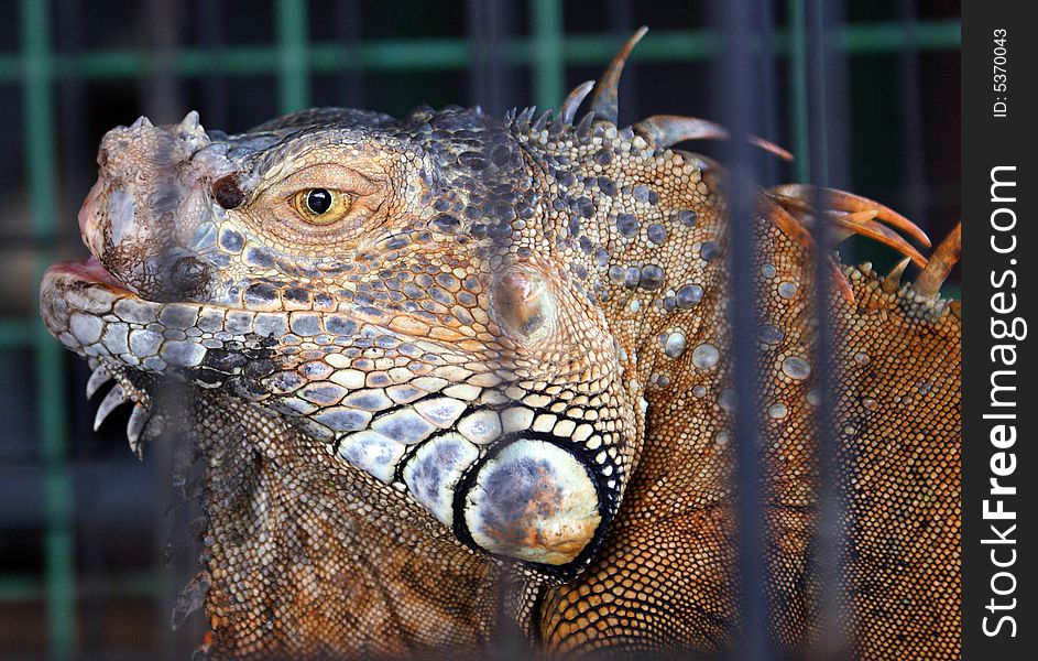 A big cabrite locked in a small cage in a zoo in Desaru, malaysia.