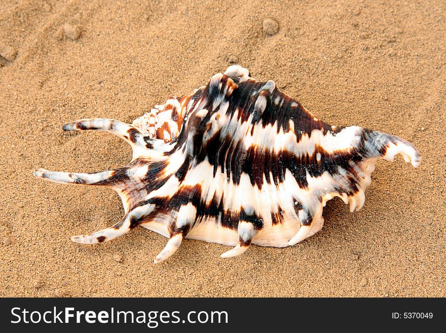Exotic seashell on golden sand