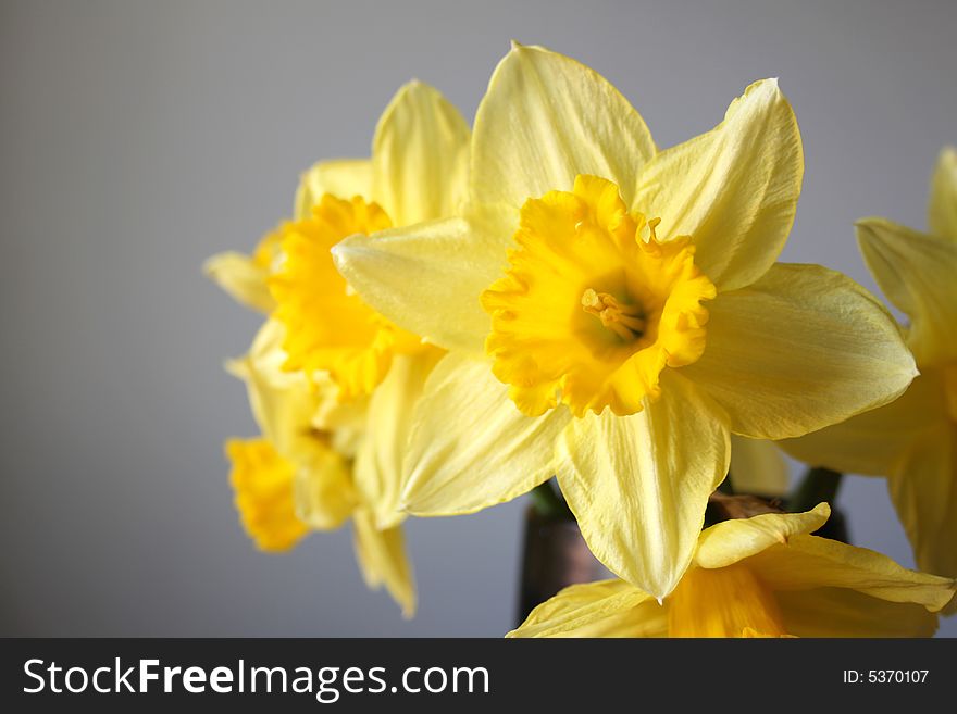 Daffodil in bloom with soft grey background