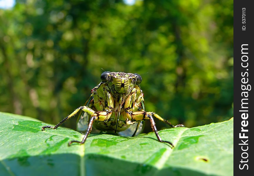 A close-up of a cicada (Tibicen bichamatus) on leaf. South of Russian Far East, Primorye. A close-up of a cicada (Tibicen bichamatus) on leaf. South of Russian Far East, Primorye.