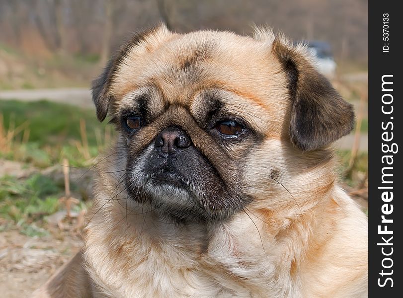 A close-up of small dog with sad snout. Russian Far East, Primorye. A close-up of small dog with sad snout. Russian Far East, Primorye.