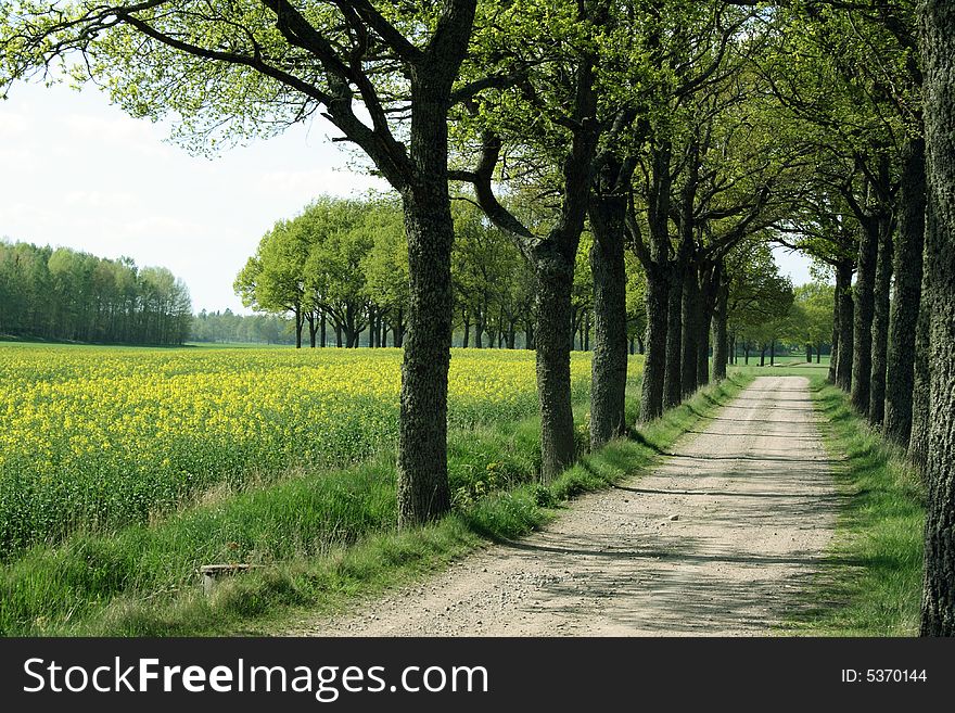 Tree alley with a yellow field behind