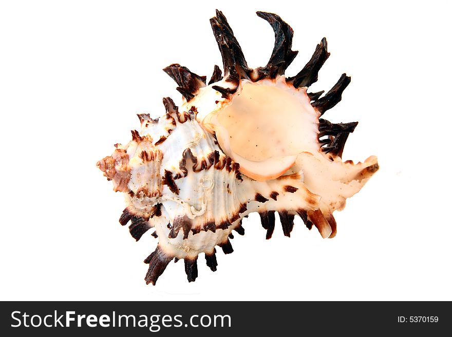 Exotic seashell on white background, horizontal frame