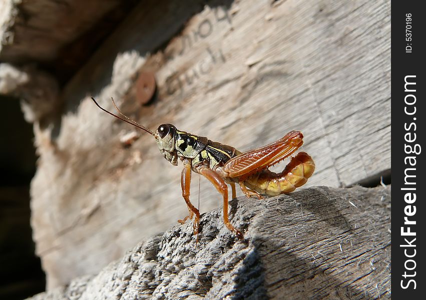 A close-up of a grasshopper on wall of log-house. Russian Far East, Primorye. A close-up of a grasshopper on wall of log-house. Russian Far East, Primorye.