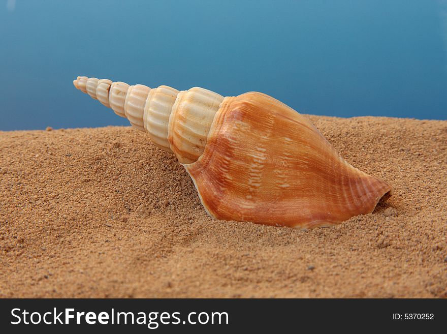 Seashell On a Blue Background