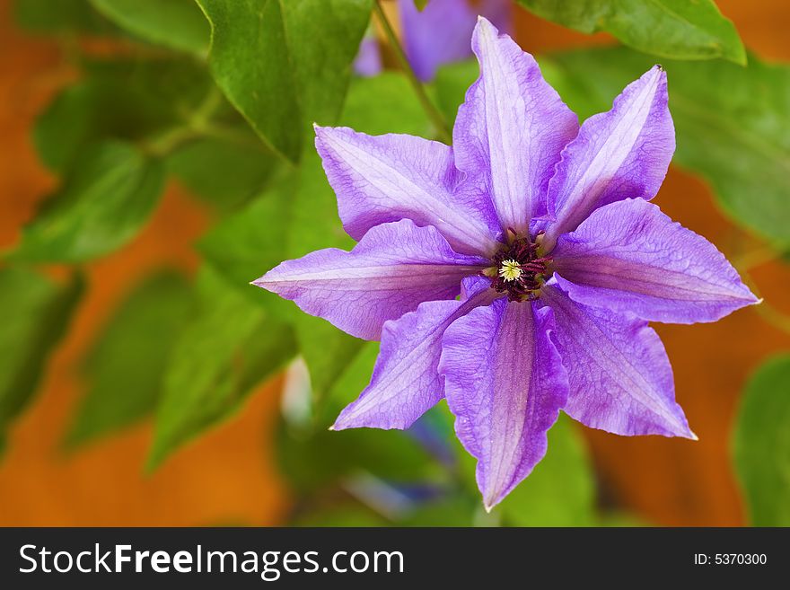 Clematis one