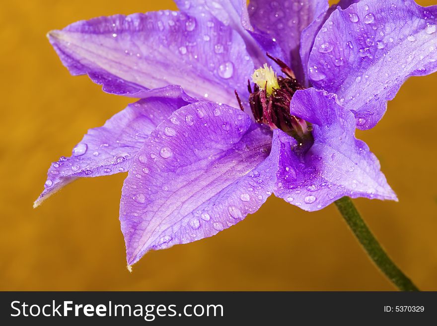 Beautiful flower (clematis) with water drops on yellow background. Shallow depth of field. Beautiful flower (clematis) with water drops on yellow background. Shallow depth of field.