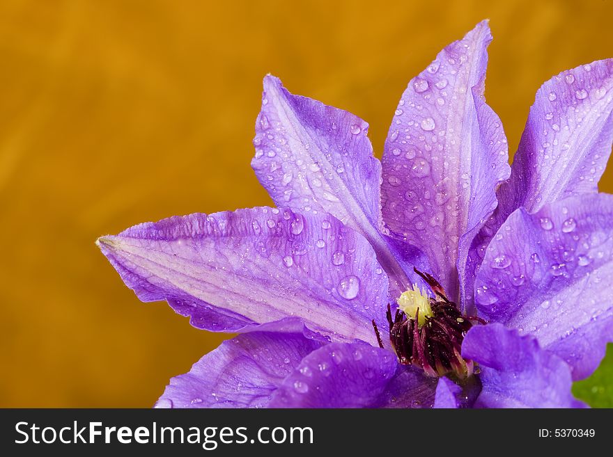 Clematis, drops, three