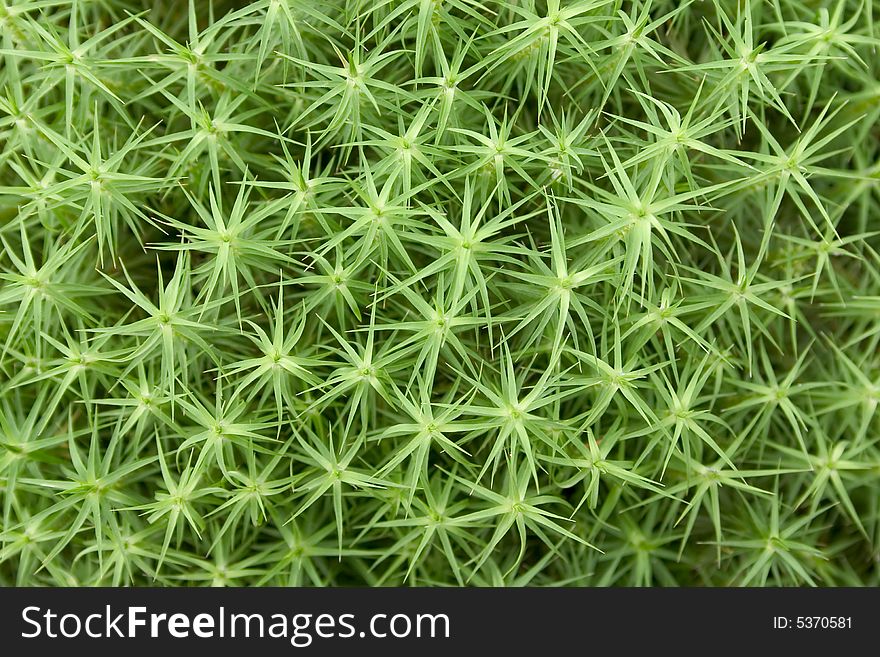 Close-up of green moss in a forest