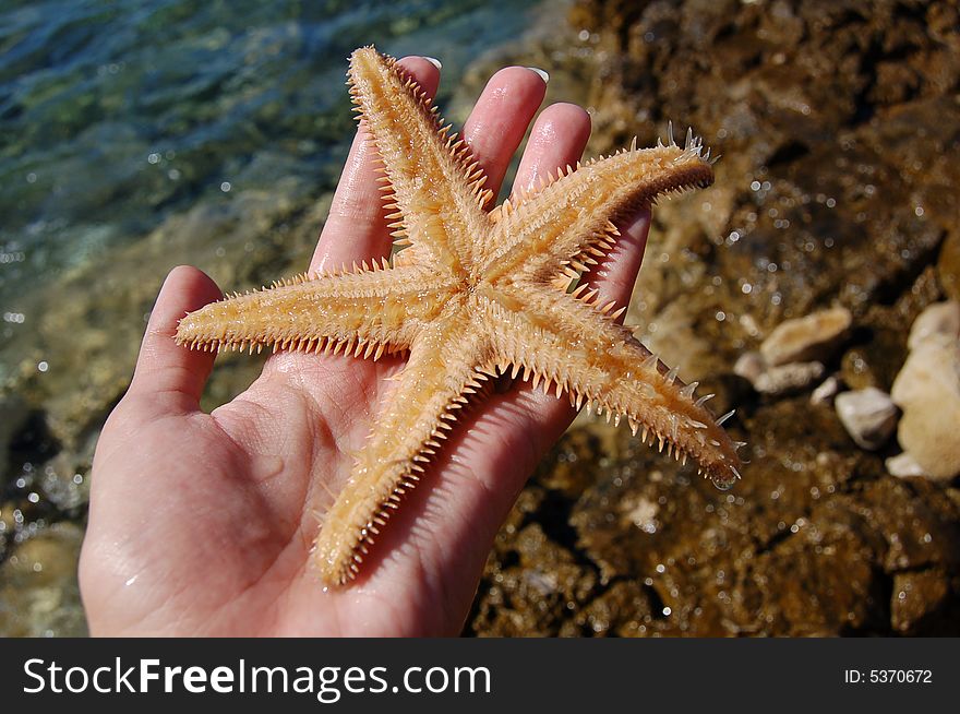 Seas star from Adrian sea