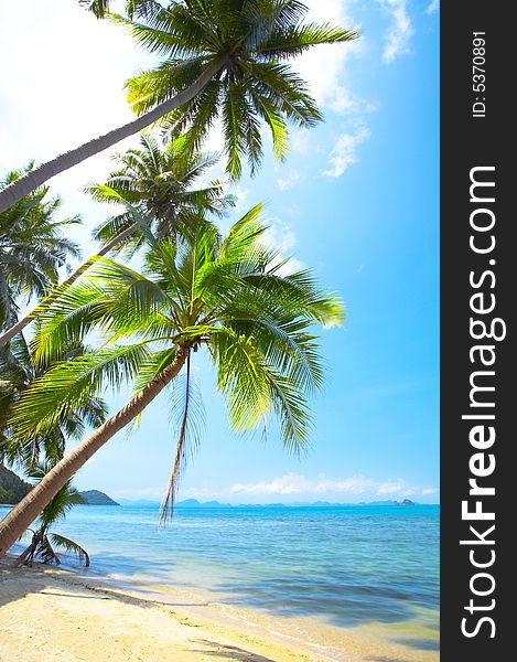 View of nice tropical empty sandy beach with some palm. View of nice tropical empty sandy beach with some palm