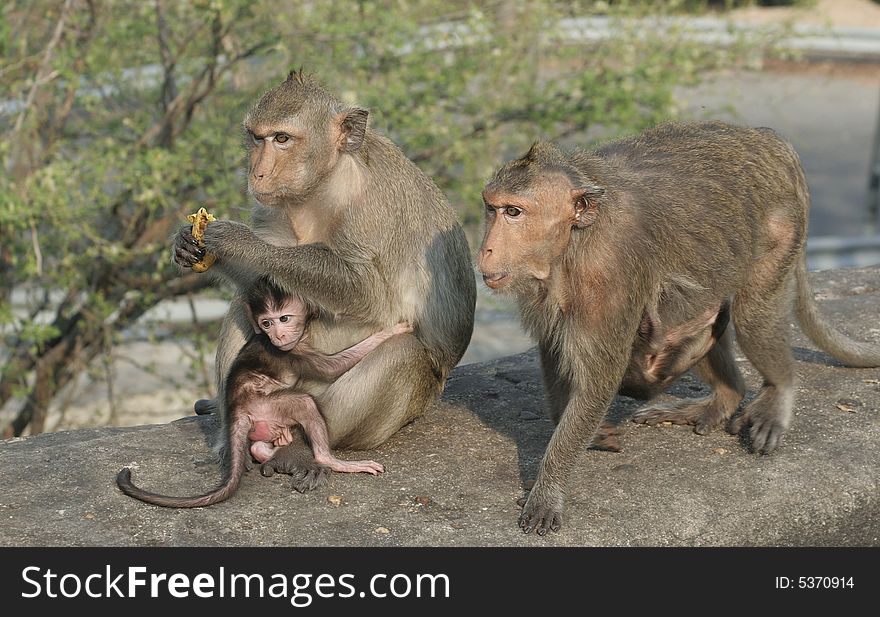 Wild makaka monkeys with their babies. Wild makaka monkeys with their babies.