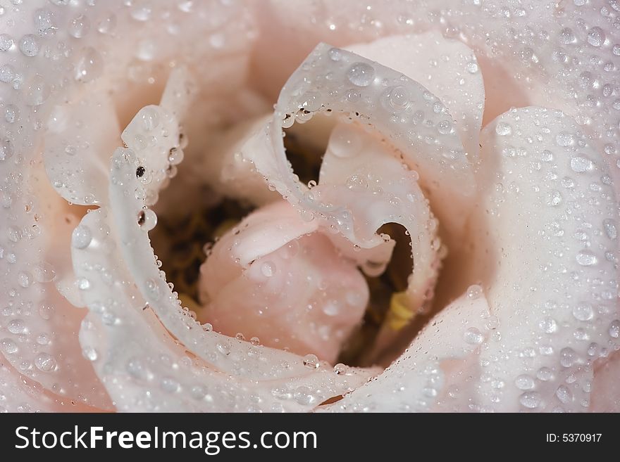 Light Rose And Drops