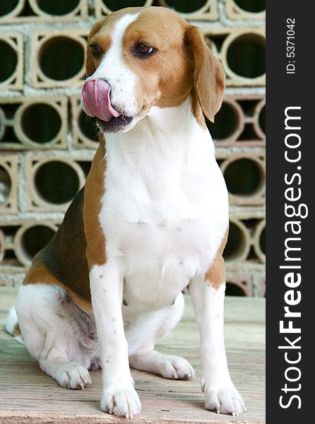 Portrait of beautiful female of beagle. Portrait of beautiful female of beagle