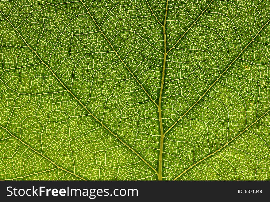 Green leaf texture - macro shot