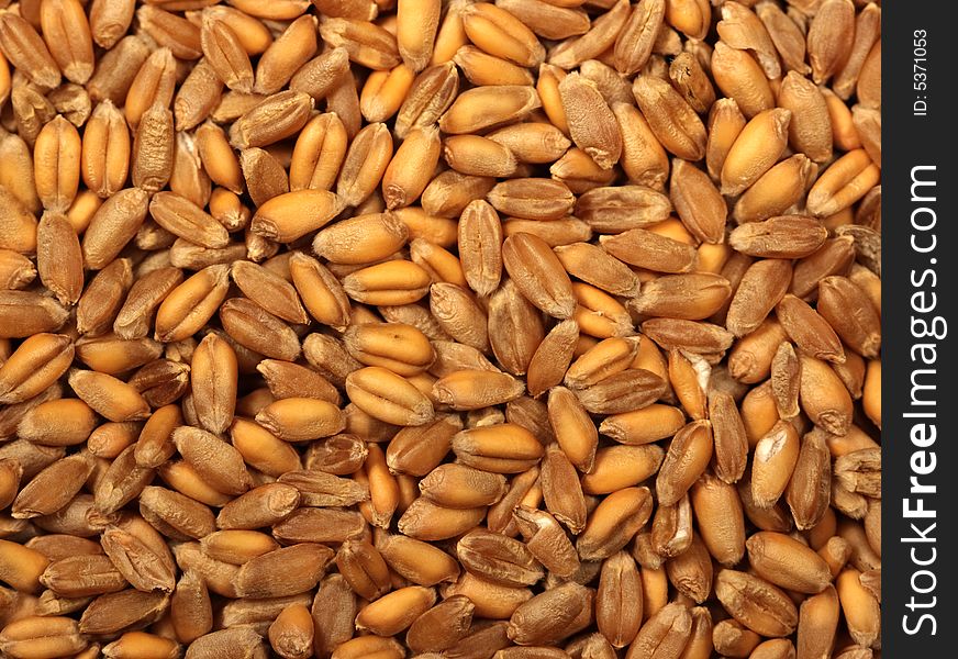 Wheat grains - natural texture (macrj shot)