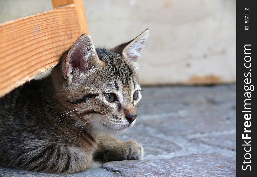 A little cat looking curiously