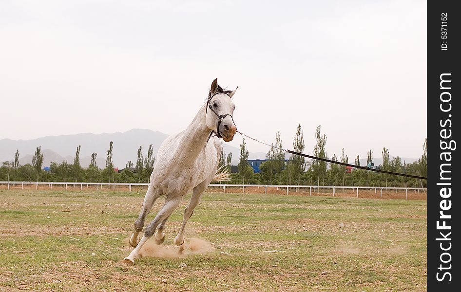 Arab horse in a farm of beijing