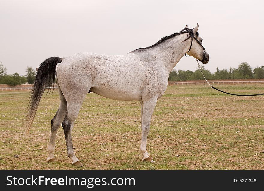 Arab horse in a farm of beijing