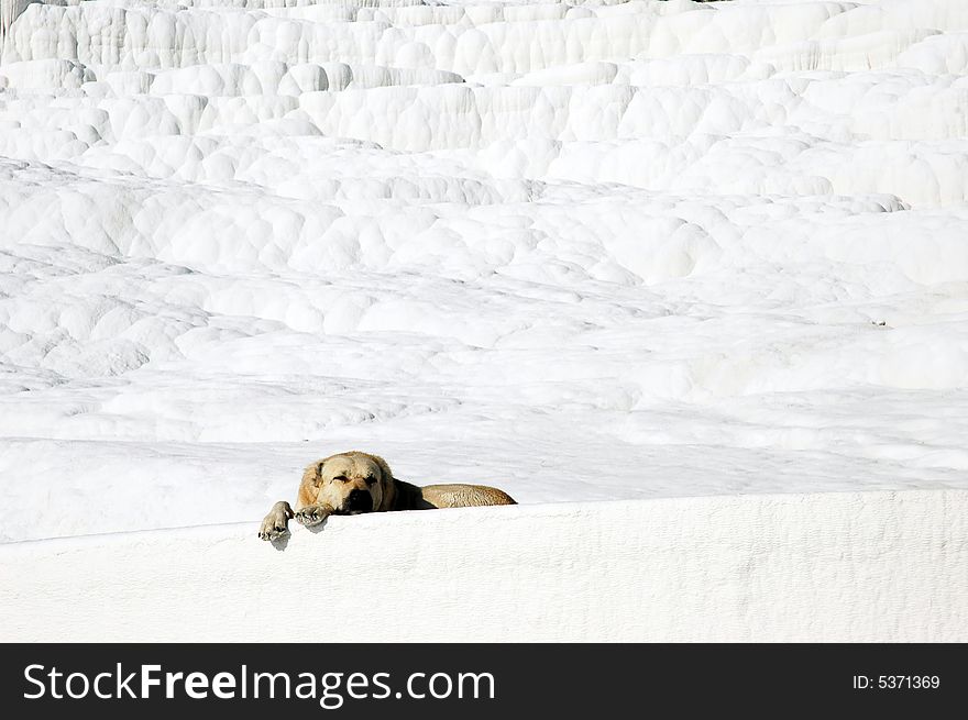 White dog, Pamukkale