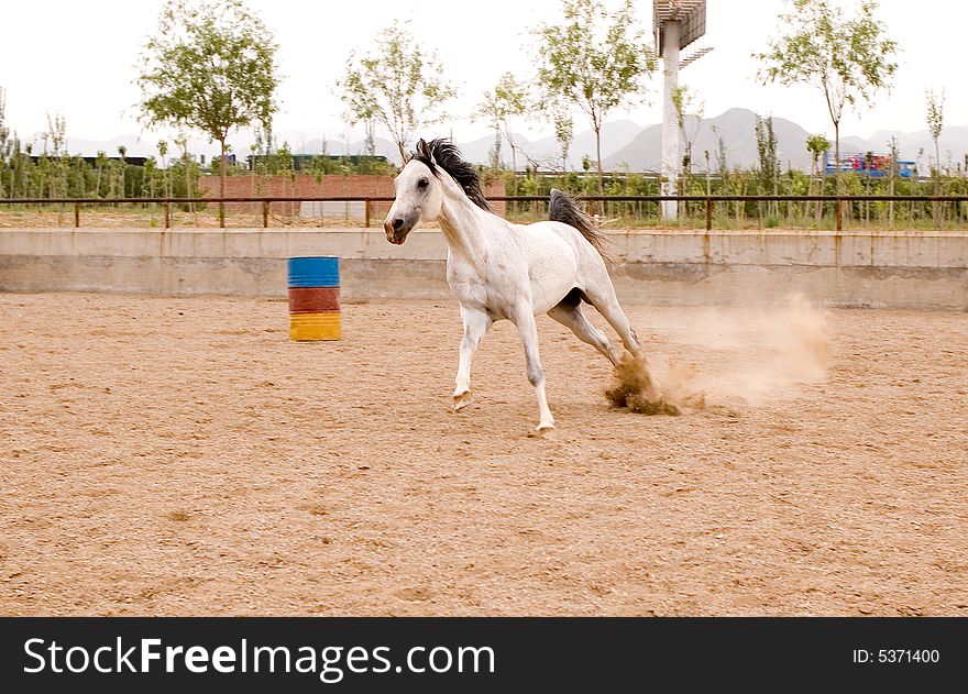 Arab horse
